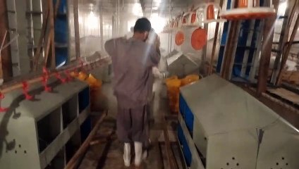 Dusting membasmi serangga peternakan