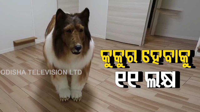 Japanese man 'becomes a dog' spending Rs 12 lakh | Watch Video