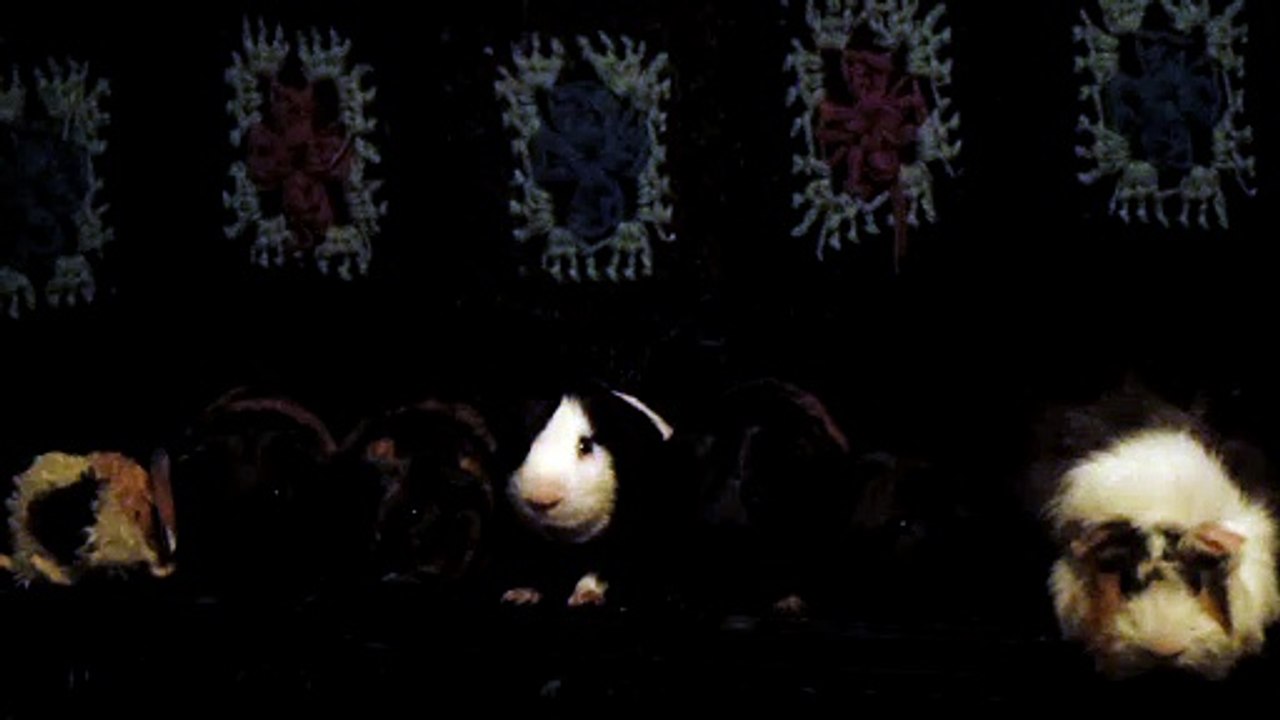 CAVIA PORCELLUS DAVID 102_8535