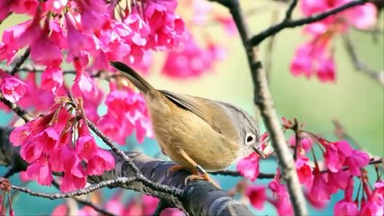 KICAU BURUNG LIAR DI HUTAN YANG MERDU DAN MENENANGKAN