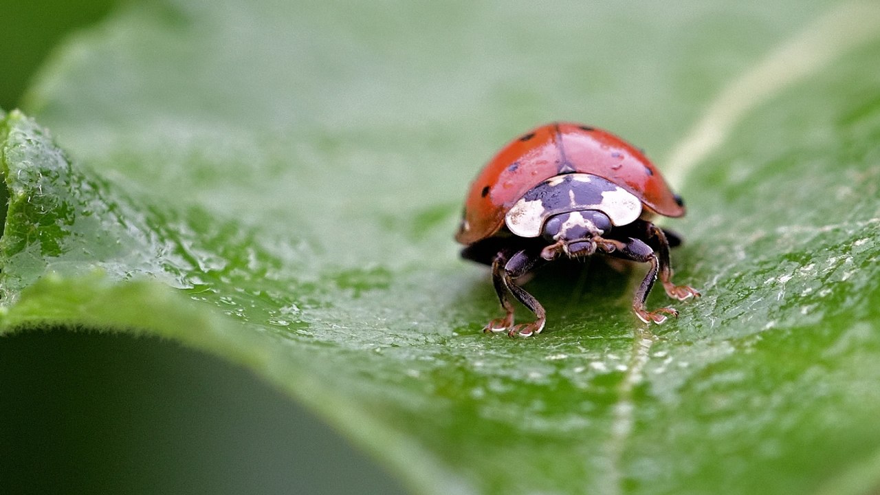 ¿Podrían extinguirse los insectos?