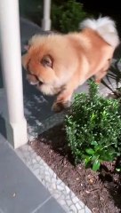 Pup Makes Friends with Baby Possum