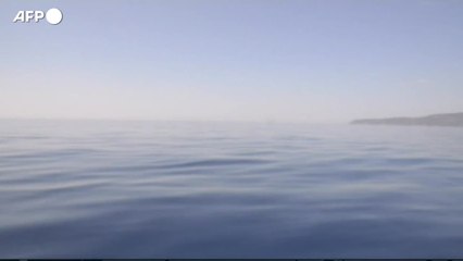 Mediterraneo piu' caldo, moria di gorgonie e alghe coralline