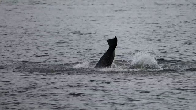 Une orque affaiblie et coincée dans la Seine depuis dix jours