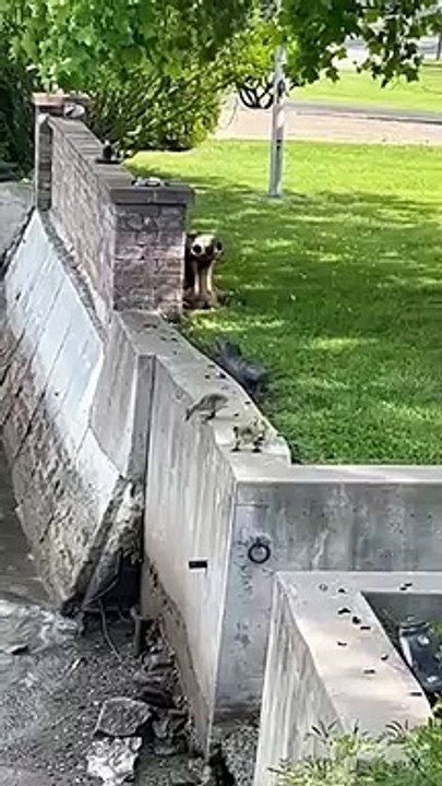 Un bébé oie un peu plus futé que ses frères et soeurs...