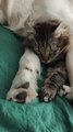 Cat and Dog Snuggle and Sleep Together