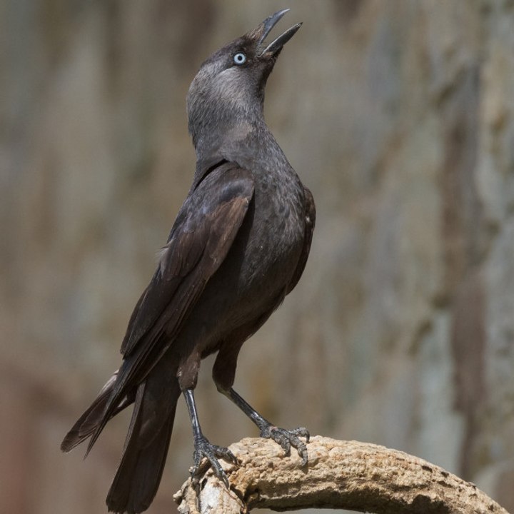 Dohlen „stimmen“ untereinander ab, bevor sie wegfliegen