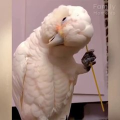 The parrot scratching its head send