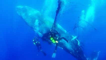 Divers Rescue 12-Meter-Long Humpback Whale From Illegal Drift Net