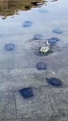 Tortugas rescatan a su amiga