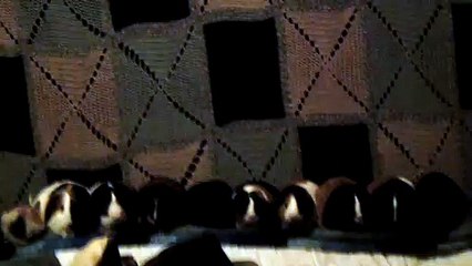 CAVIA PORCELLUS TURMERIC PARSLEY IRIS PIXIE CLOVER CLOVER CJ RJ PIXIE 102_8538