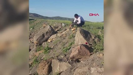 YAVRU TİLKİYİ 25 GÜN BESLEYİP, DOĞAYA BIRAKTI