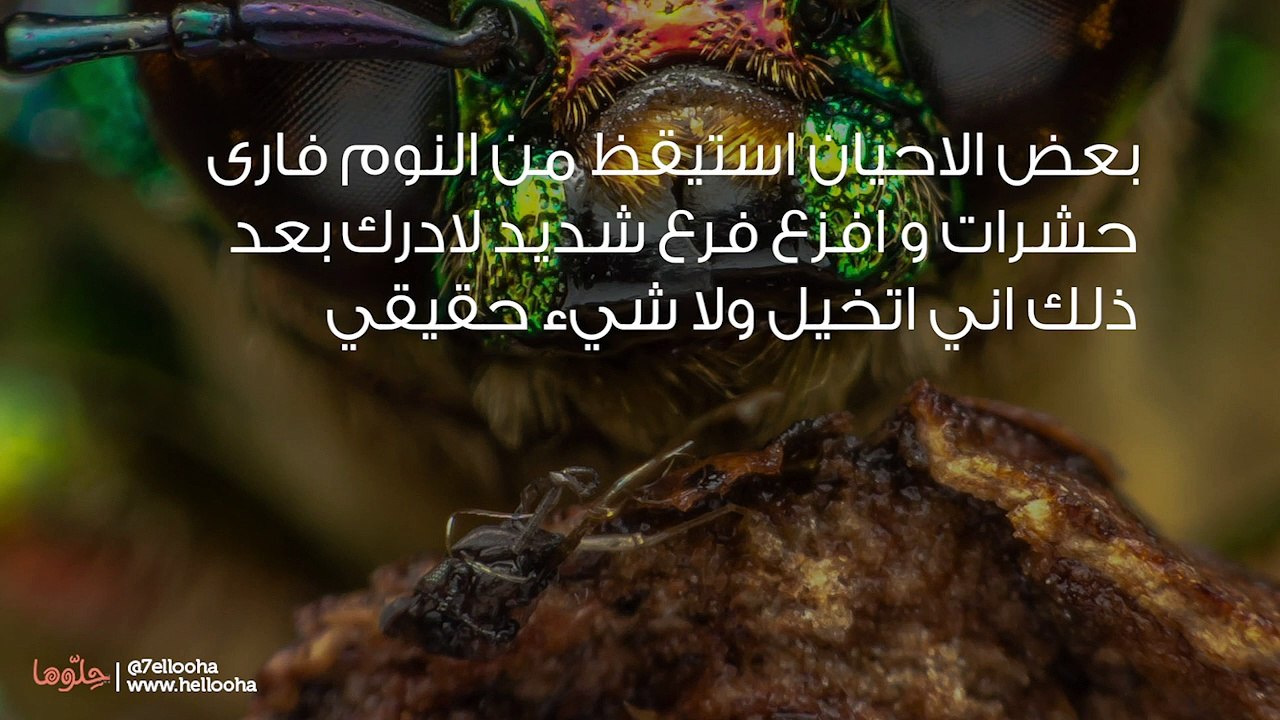أستيقظ من النوم لأرى حشرات ولا أستوعب أن وهم الا بعد وقت