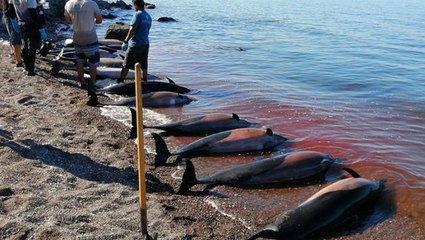 Meksika'da en az 30 yunus karaya vurdu! Yetkililer nedenini araştırıyor