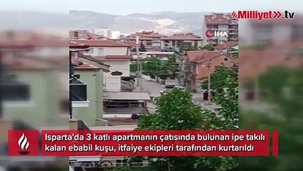 İpte asılı kalan ebabil kuşu kurtarıldı