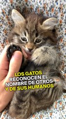 Los gatos reconocen el nombre de sus humanos y de sus amigos gatos