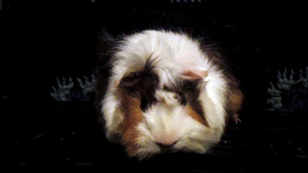 CAVIA PORCELLUS DAVID 102_8539