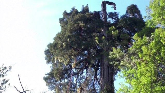 '최고 5천484살 추정' 칠레 나무, 세계 최고령 가능성 / YTN