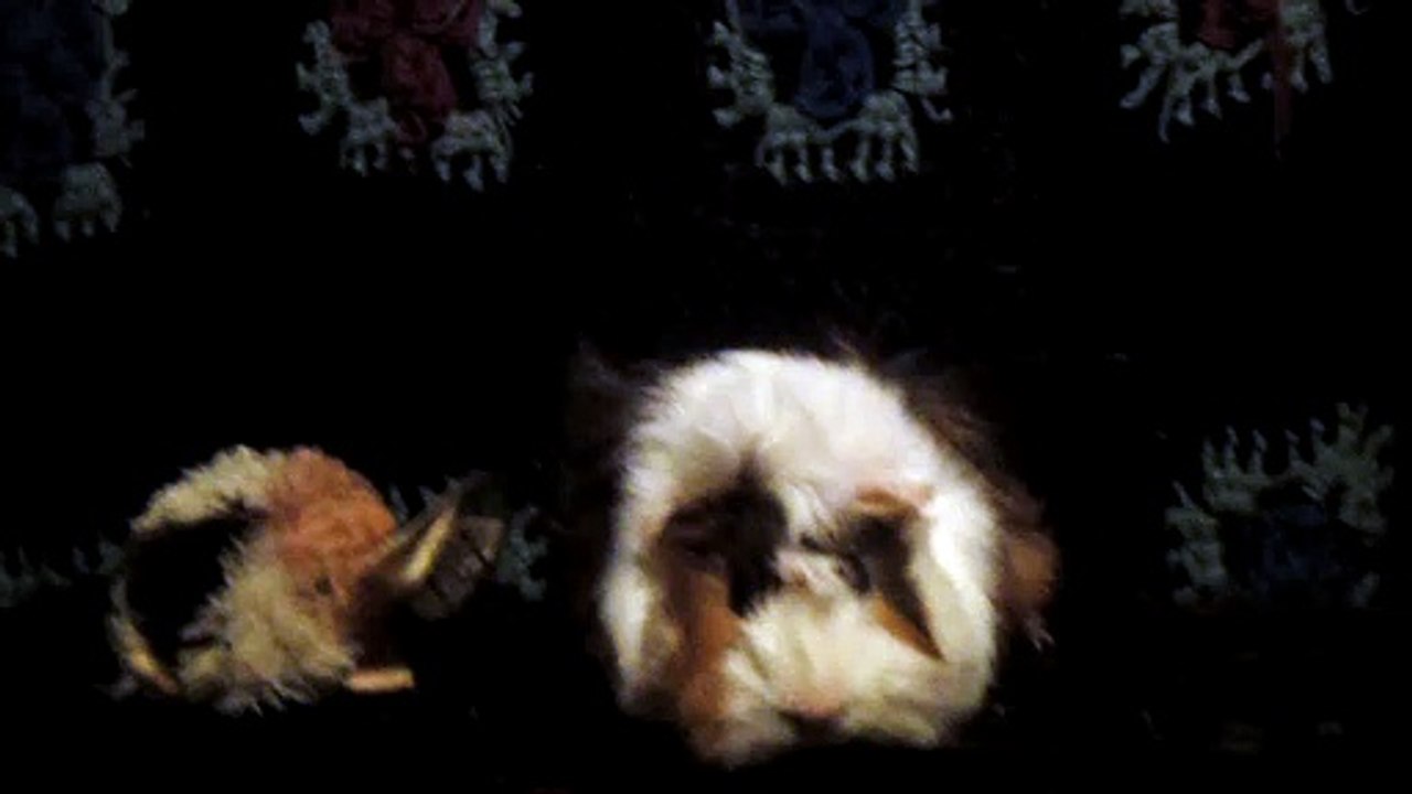 CAVIA PORCELLUS DAVID 102_8540