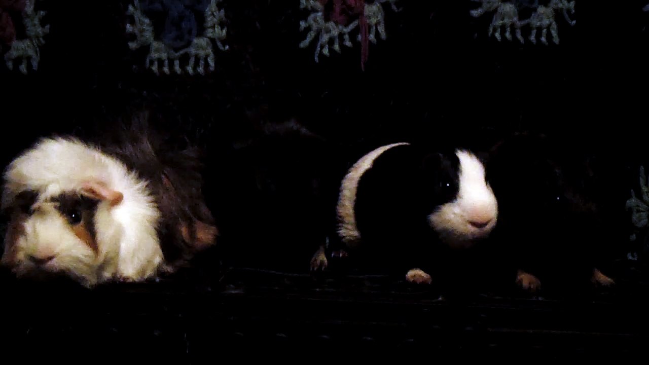 CAVIA PORCELLUS DAVID 102_8541
