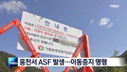 홍천서 올해 첫 ASF 발생…강원·경기 일시이동중지 명령