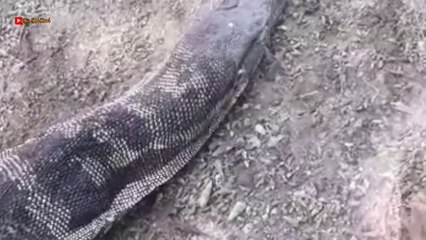 Biawak terbesar tertangkap