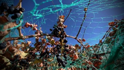 Making wine in a desert oasis