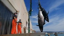 Descarga y despiece de atunes rojos salvajes de almadraba en las instalaciones de Gadira en Barbate (Cádiz)