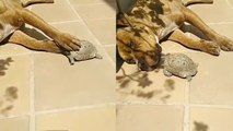 'Dog HILARIOUSLY reacts to the turtle bothering his sunbathing experience '