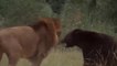 The Best Of Animal Attack 2022 - Most Amazing Moments Of Wild Animal Fight_ Wild Discovery Animal