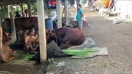 Disease in Indonesia posing threat to Australian cattle