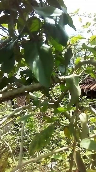 Benalu Ini Pemakan  Nutrisi Pohon Lain