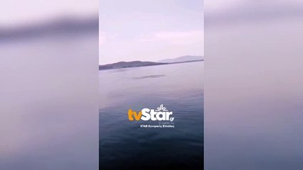 Δελφίνια παίζουν με το νερό στα ανοιχτά του Αγίου Γεωργίου στην Εύβοια