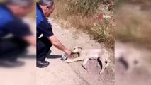 Susuzluktan ölmek üzere olan yavru köpeğin yardımına zabıtalar yetişti