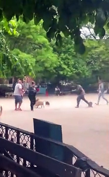 ratazana cães