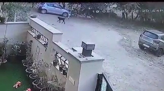 54 सैकेंड तक में 9 साल के बच्चों को 5 कुत्तों ने नोचा, काटा, घसीटा... 43 जगह पर काटा.. खौफनाक सीसीटीवी