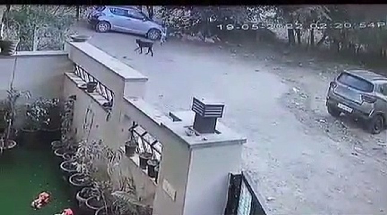 54 सैकेंड तक  में 9 साल के बच्चों को 5 कुत्तों ने नोचा, काटा, घसीटा... 43 जगह पर काटा.. खौफनाक सीसीटीवी