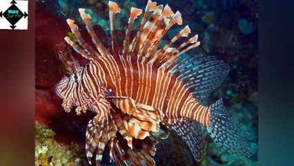 Weirdest Deep Sea Creatures || FACTS || TRIVIA || part 3