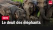 Le deuil des éléphants