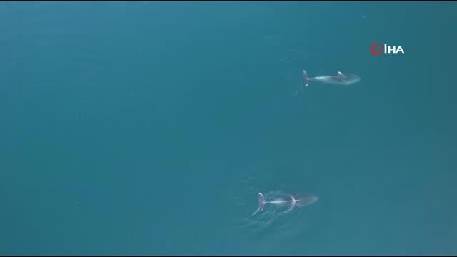 Yunuslar görsel şölen oluşturdu