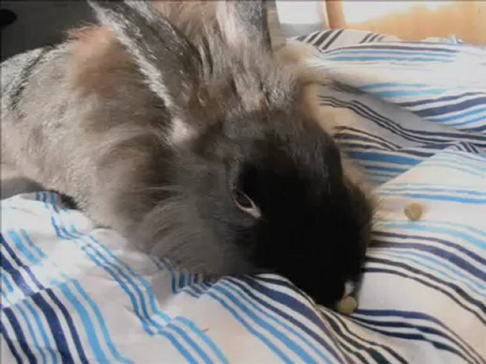 Lapin muscial