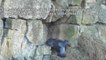 RSPB Investigations filmed a man stealing peregrine eggs from a nest in the  Peak District  National Park.