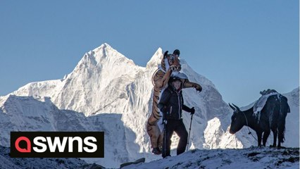UK wildlife photographer to run Everest marathon in TIGER suit after gruelling ten-day trek