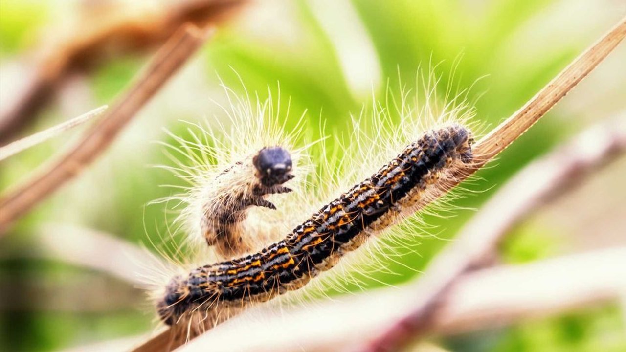 Droht uns eine Eichenprozessionsspinner-Plage?