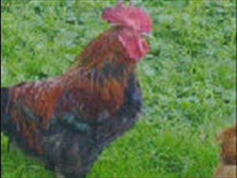 Si Moh Thayazit - iw - ma poule