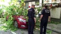 Kadıköy’de ilginç anlar! Otomobilin üzerine devrilen ağaçtan dut topladılar