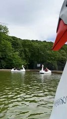 The  pedalo boats are returning to Millhouses Park