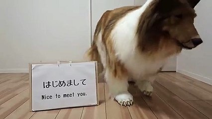 15 bin dolara hayan kostümü diktirip 'İnsan olmaktan vazgeçtim' dedi