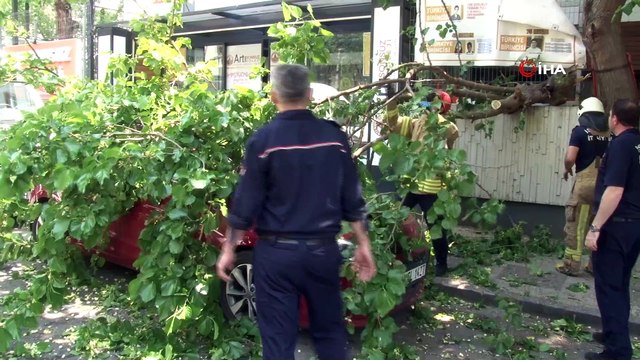 Vatandaşlardan ilginç hareket! Dut ağacının otomobilin üzerine devrilmesini fırsat bildiler