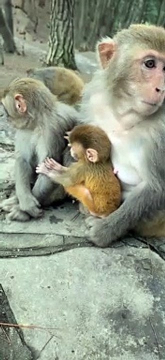 baby monkey cute animals 14